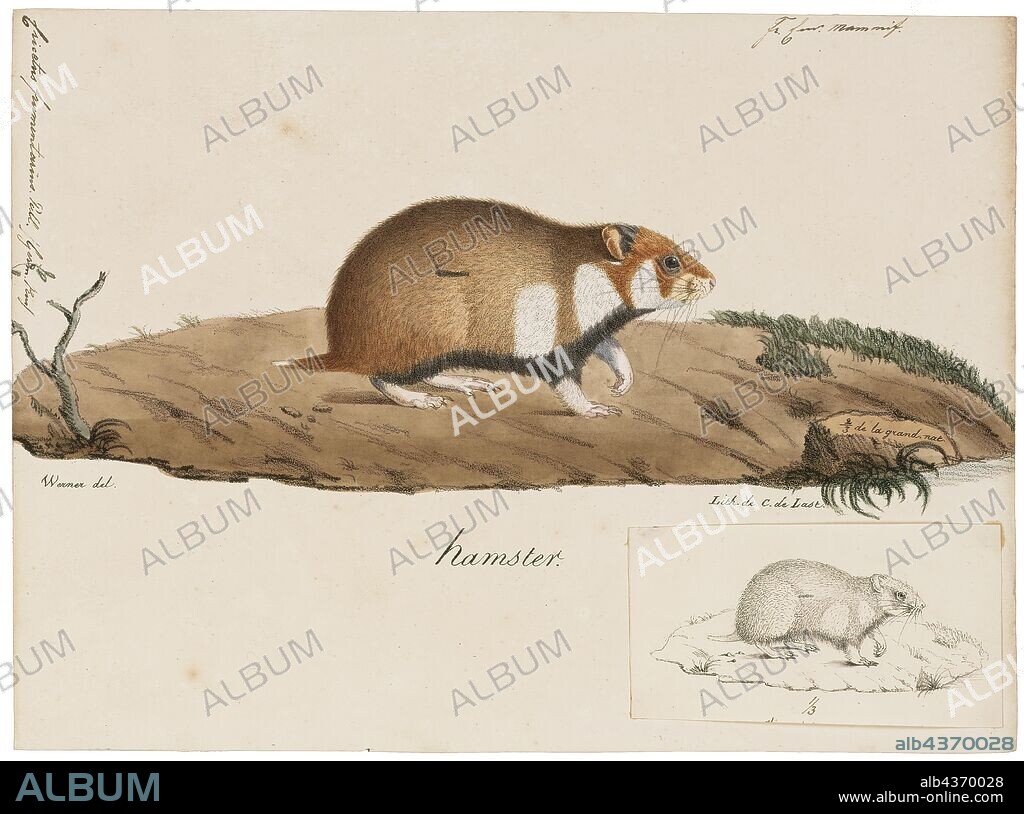 Cricetus frumentarius, Print, The European hamster (Cricetus cricetus), also known as the Eurasian hamster, black-bellied hamster or common hamster, is the only species of the genus Cricetus.It is native to a large range in Eurasia, extending from Belgium to the Altai mountains and Yenisey River in Russia. Where abundant the animal is widely considered a farmland pest, and it has also been trapped for its fur. Across its global range, it is considered of least concern, but in many individual Western European countries it is considered critically endangered. Cricetus is also a monotypic genus., 1700-1880.