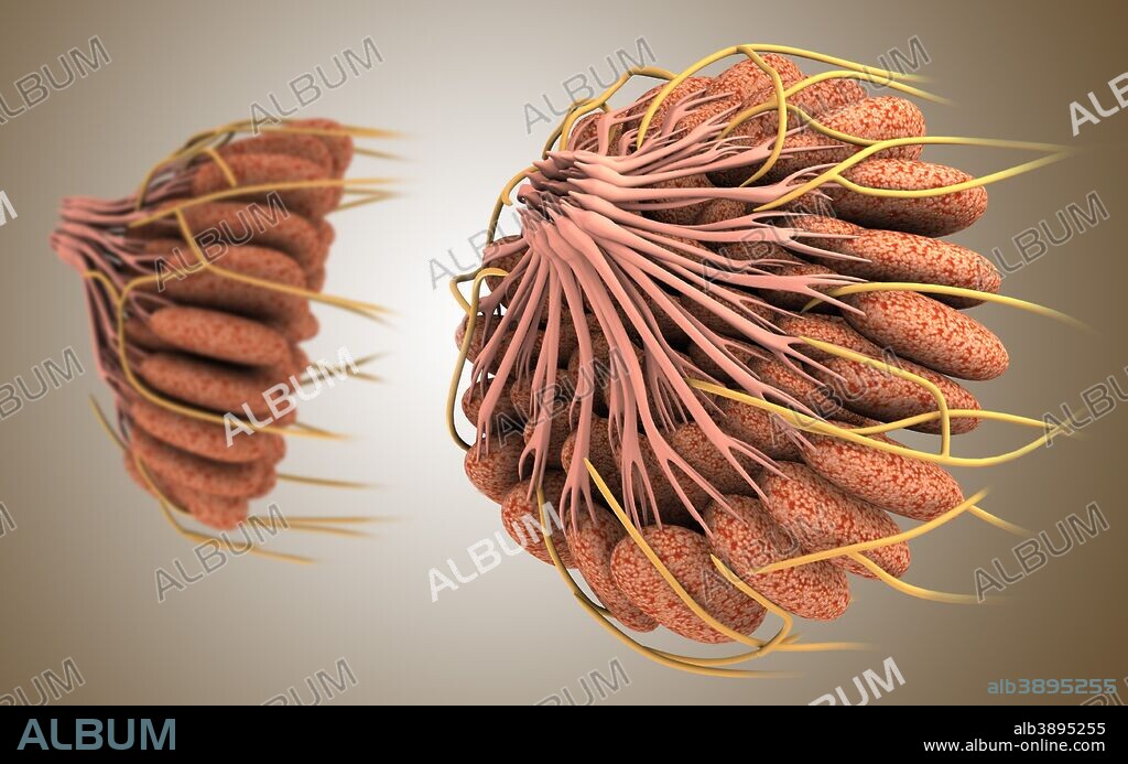Conceptual image of female breast anatomy.