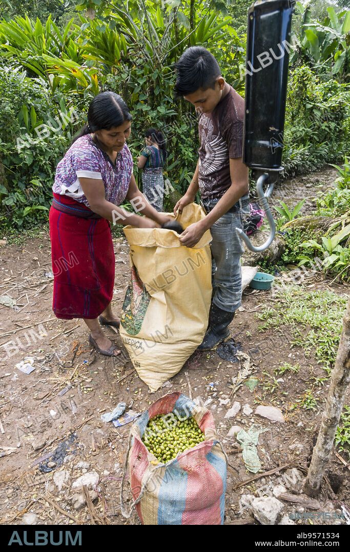 recolectotes de cardamomo,La Taña, zona Reyna, departamento de Uspantan,Guatemala, Central America.