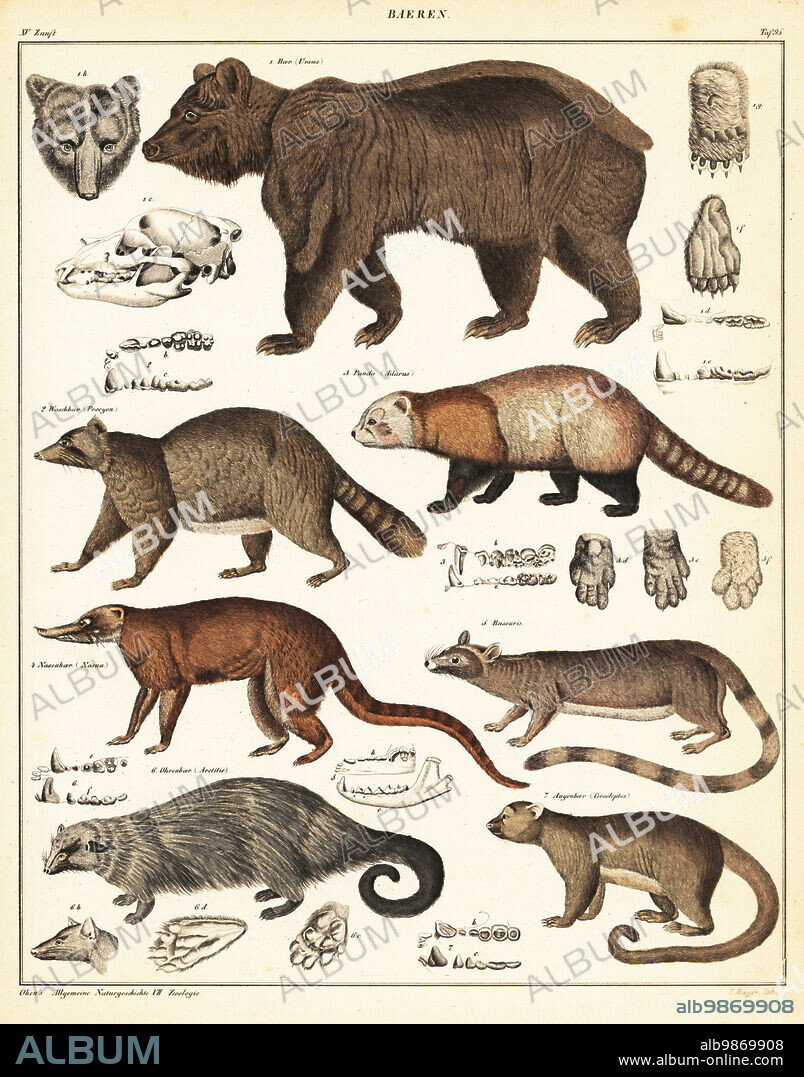 1 brown bear, Ursus arctos, Baer, 2 raccoon, Procyon lotor, Waschbaer, 3 red panda, Ailurus fulgens, Panda, 4 South American coati, Nasua nasua, Nasenbaer, 5 ring-tailed cat, Bassariscus astutus, Bassaris, 6 binturong, Arctictis binturong, Arctitis, Ohrenbaer, 7 kinkajou, Potos flavus, Cercoleptes, Augenbaer. Handcoloured lithograph by C. Mayer from Lorenz Oken's Universal Natural History, Allgemeine Naturgeschichte fur alle Stande, Stuttgart, 1841.