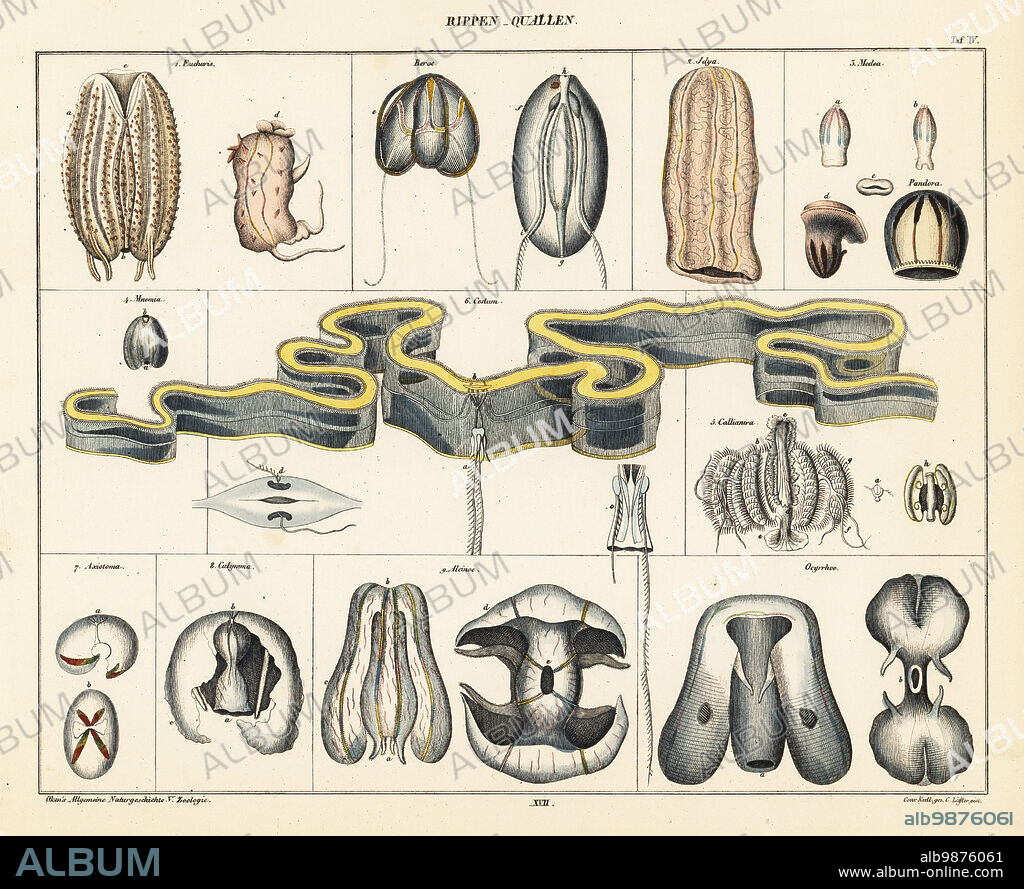 Anatomy of jellyfish species. Plate 4. Rippen Quallen. Eucharis, Beroe, Idya, Medea, Pandora, Mnemia, Cestum, Callianira, Axiotoma, Calymma, Alcinoe, and Ocyrrhoe. Handcoloured lithograph by C. Loffler after an illustration by Conrad Kull from Lorenz Oken's Universal Natural History, Allgemeine Naturgeschichte fur alle Stande, Stuttgart, 1841.