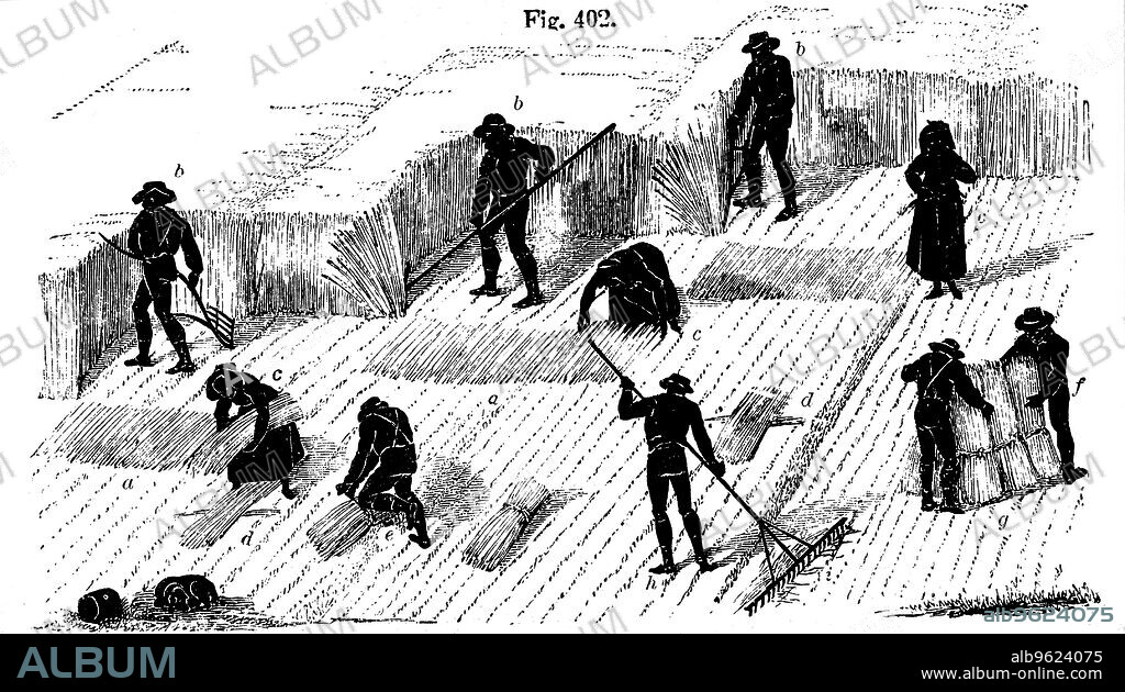 Crop rotation: harvesting corn, 1855. Reaping with a scythe, binding and stooking. Crop rotation is the practice of growing different crops alternately on the same patch of ground over a cycle of several years in order to protect the health and fertility of the soil. In Norfolk a 4-course system of crop rotation was practised, with wheat planted the first year, followed by turnips, then barley, often underplanted with grass or grass and clover ley to be used for hay or grazing in the fourth year.