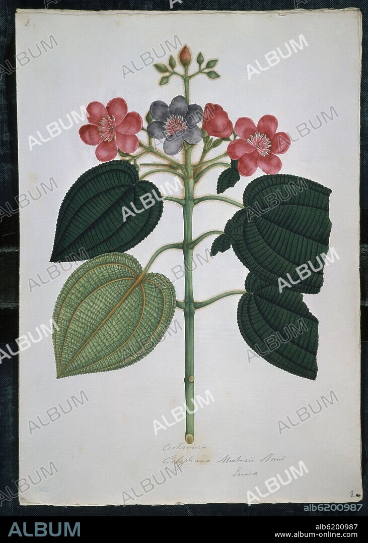 CELESTINO MUTIS. LAMINA 51 - CENTRONIA MUTISII - DIBUJO SIGLO XVIII.