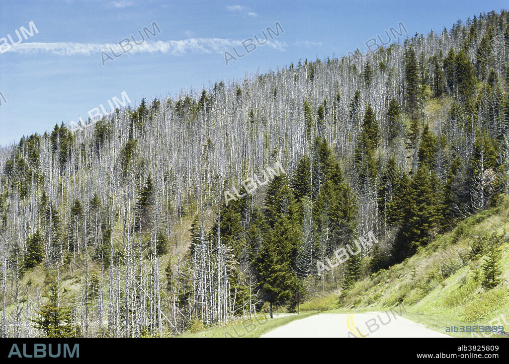 Acid rain and air pollution may be major factors causing the decimation of fir and spruce forests along the Blue Ridge Parkway in North Carolina.