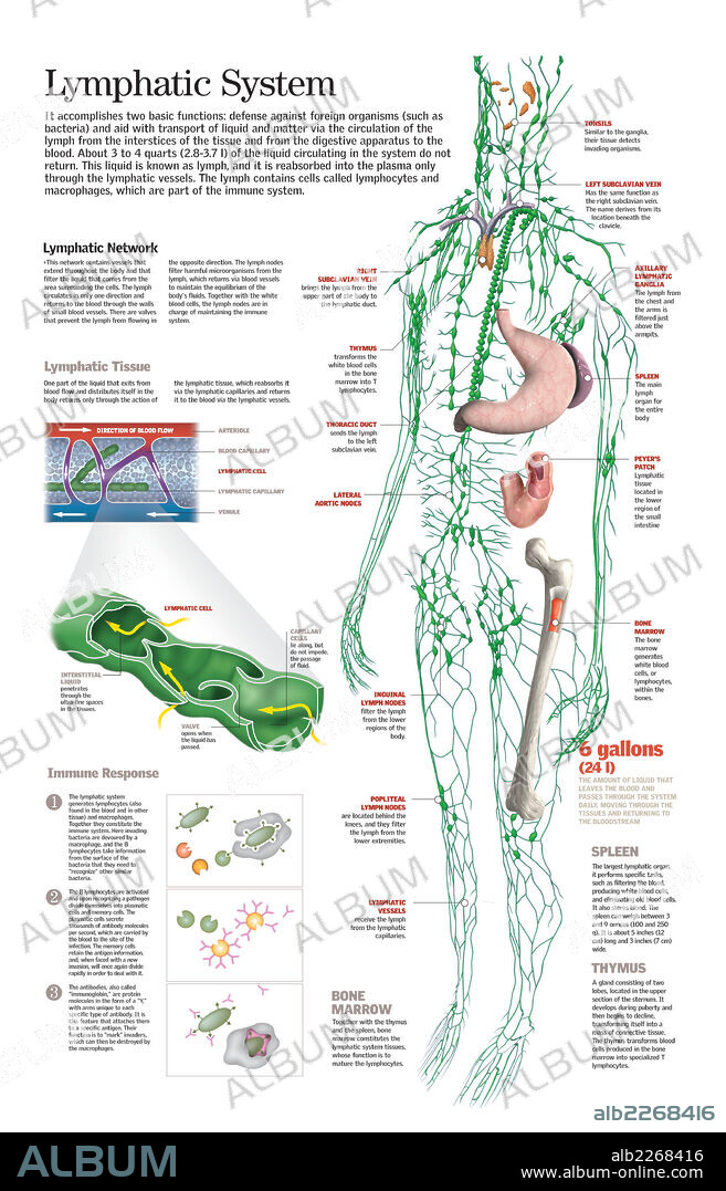sistema linfático. Infografía del sistema linfático y sus funciones en el cuerpo humano: defensa ante organismos extraños y transporte de sustancias desde el aparato digestivo hacia la sangre.