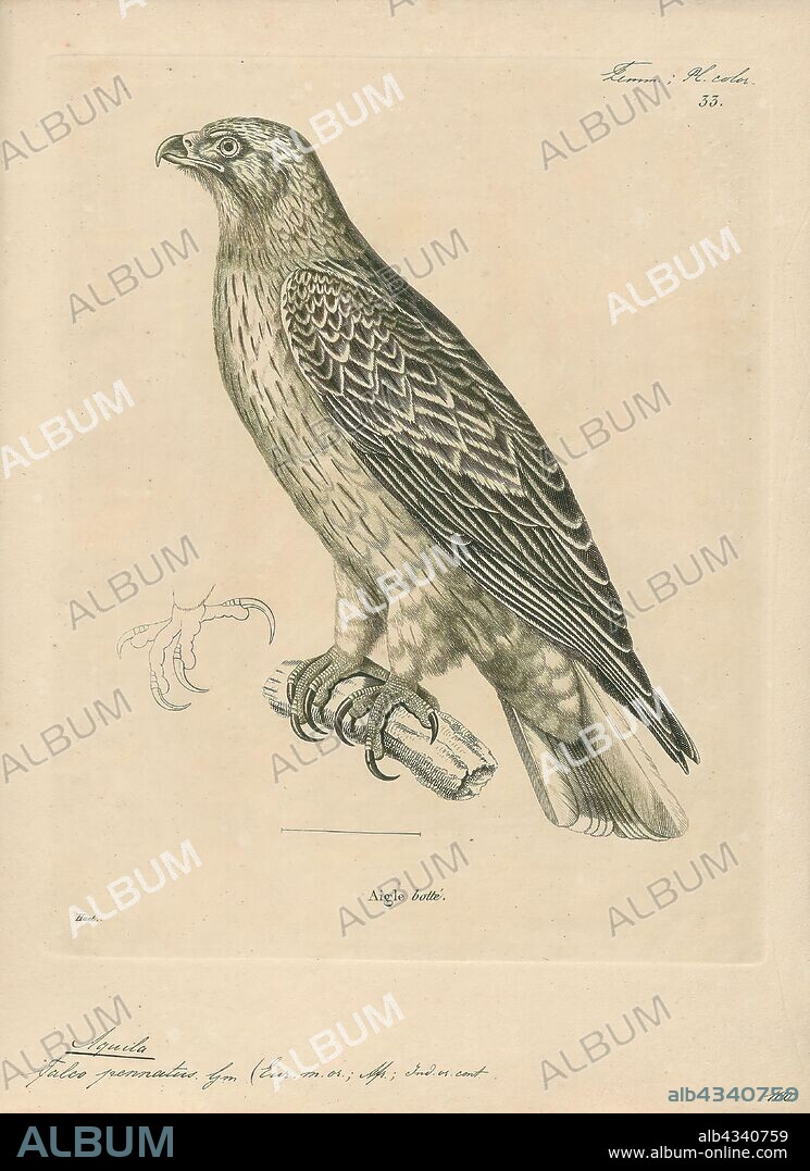 Aquila pennatus, Print, The booted eagle (Hieraaetus pennatus, also classified as Aquila pennata) is a medium-sized mostly migratory bird of prey with a wide distribution in the Palearctic and southern Asia, wintering in the tropics of Africa and Asia, with a small, disjunct breeding population in south-western Africa. Like all eagles, it belongs to the family Accipitridae., 1700-1880.
