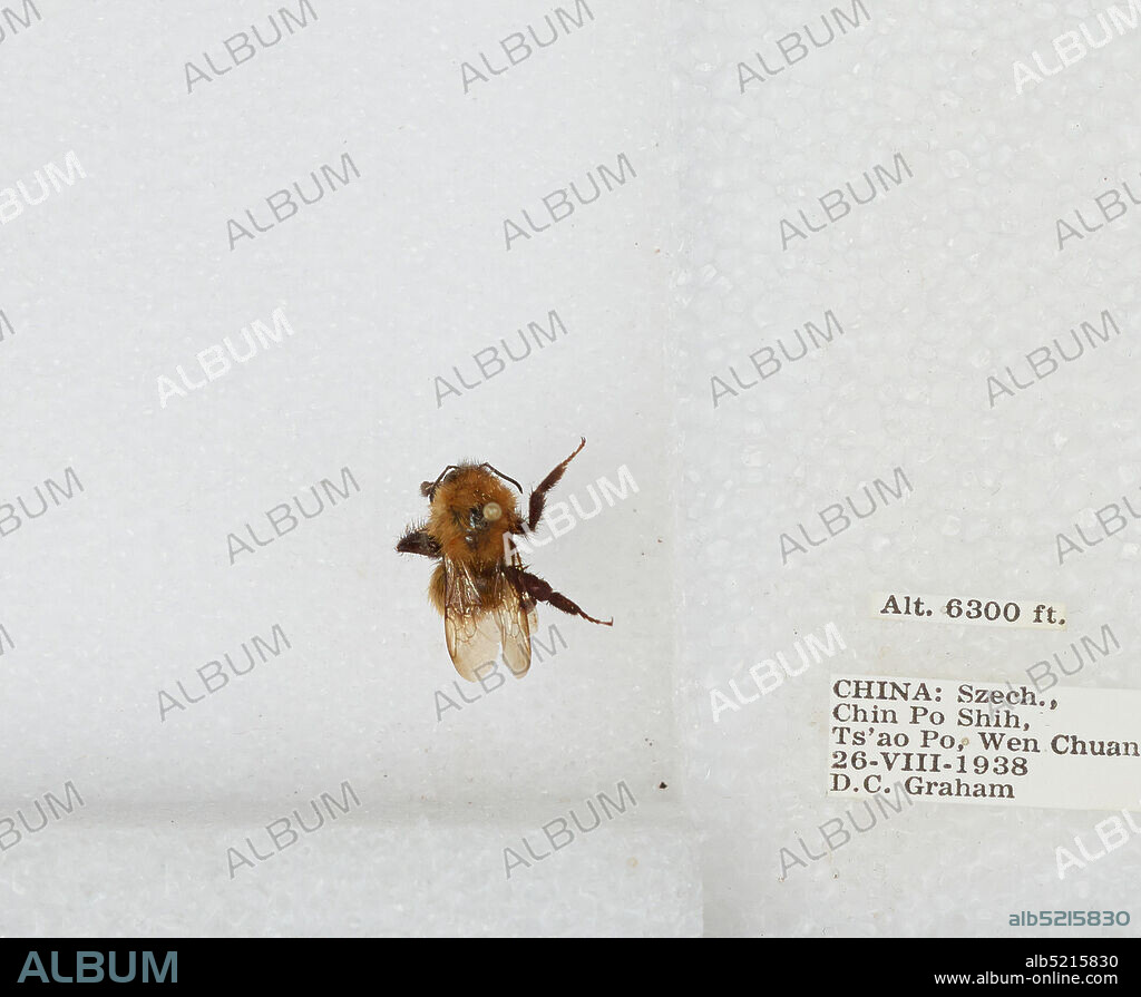 Chin Po Shih, Ts'ao Po, Wenchuan Xian, Sichuan, China, Bombus sp., Animalia, Arthropoda, Insecta, Hymenoptera, Apidae, Apinae.