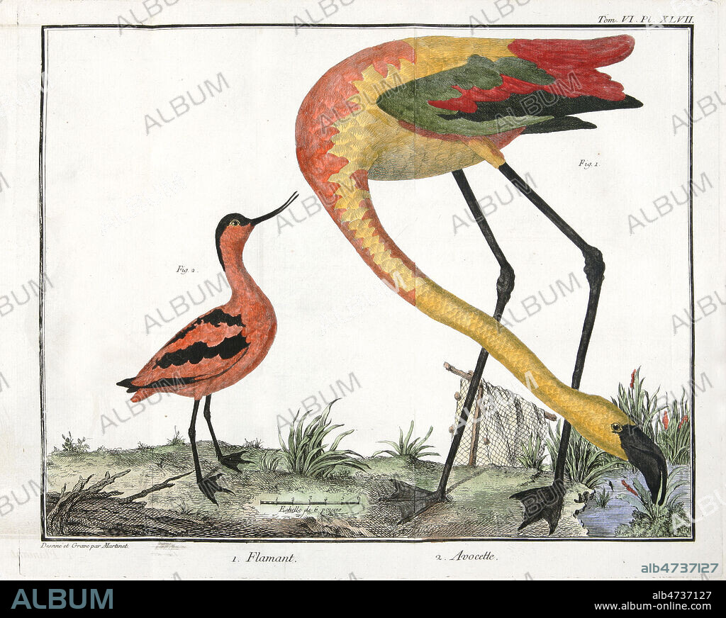 Flamant Avocette. Planche de zoologie illustree en 1760 par Francois-Nicolas MARTINET (1731-1792) pour Ornithologie de Mathurin Jacques BRISSON (1723-1806). Edition originale, 18eme siecle Credit : MIGNY / KHARBINE-TAPABOR.
