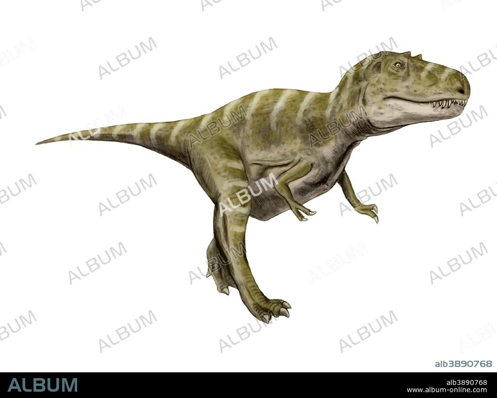 Gorgosaurus dinosaur, white background.
