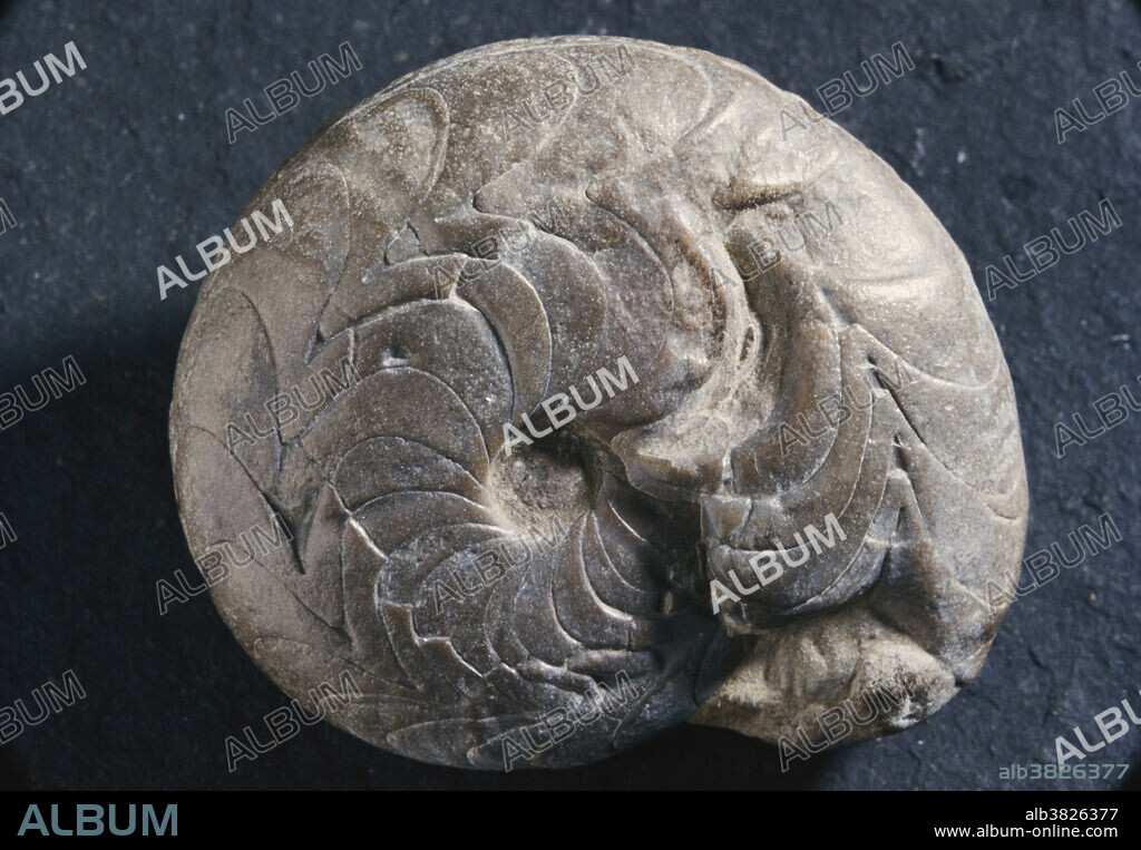 Goniatite fossil (Muensteroceras sp.) from the Mississippian Period, found near Rockford, Indiana. Goniatites are ammonoid cephalopods, similar to ammonites.