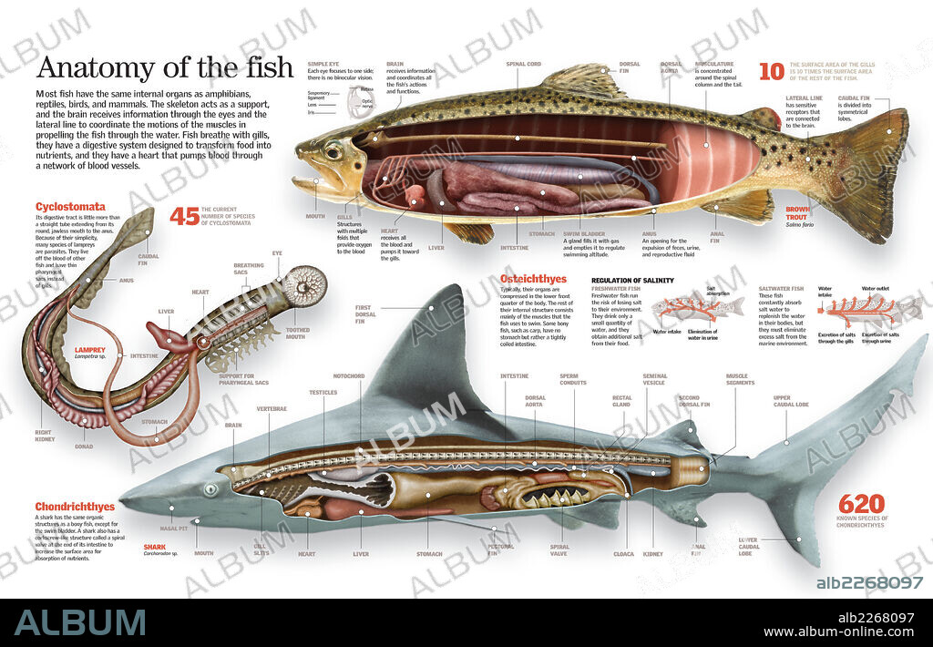Anatomía del pez. Infografía de la anatomía de las tres principales clases de peces: ciclostomados, condrictios y osteíctios.