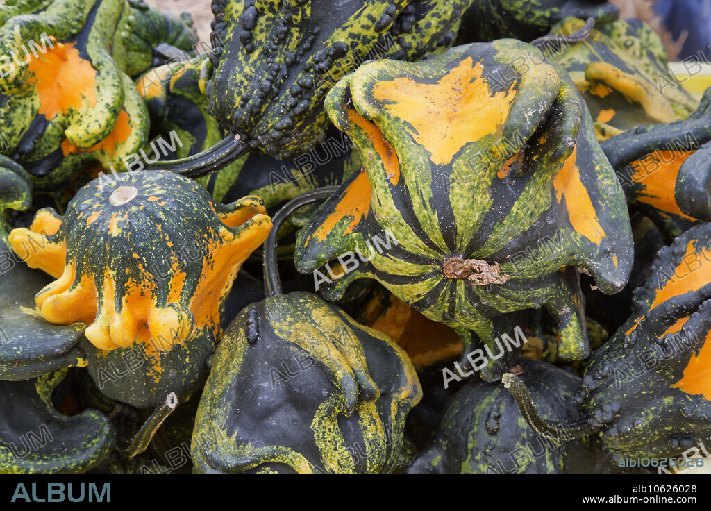 Harvested 'Gizmo' gourd (Cucurbita pepo), a hard-shelled winged gourd. Dairyville, Tehama County, California.