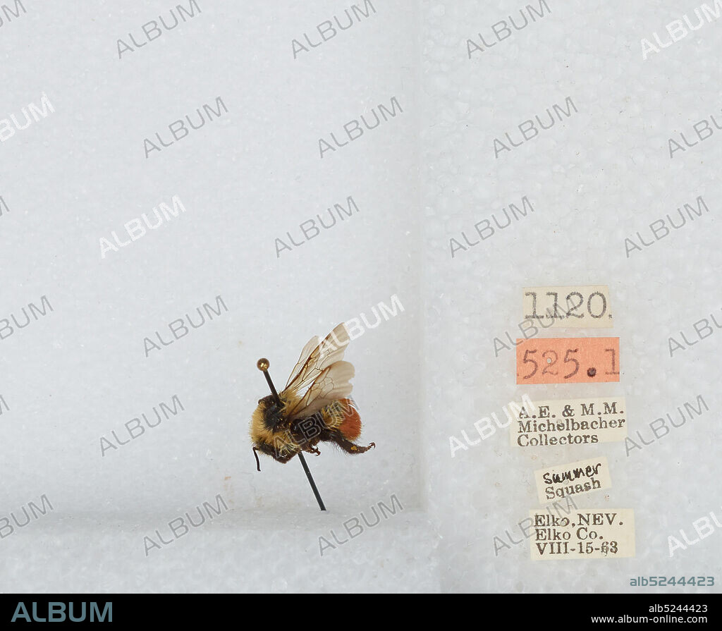 Elko, Nevada, United States, Bombus sp., Animalia, Arthropoda, Insecta, Hymenoptera, Apidae, Apinae.
