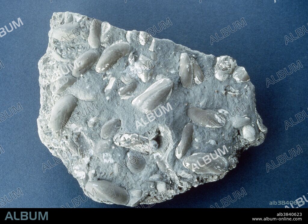 Shelly limestone. All limestone is sedimentary rock made of at least 80% calcium carbonate. Shelly limestone generally contains fossils, seashells, or both.