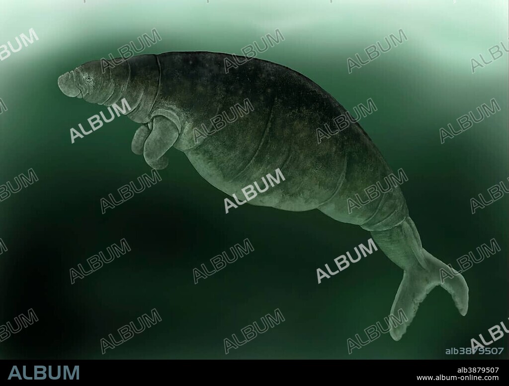 Steller's Sea Cow (Hydrodamalis gigas), extinct species, illustration.