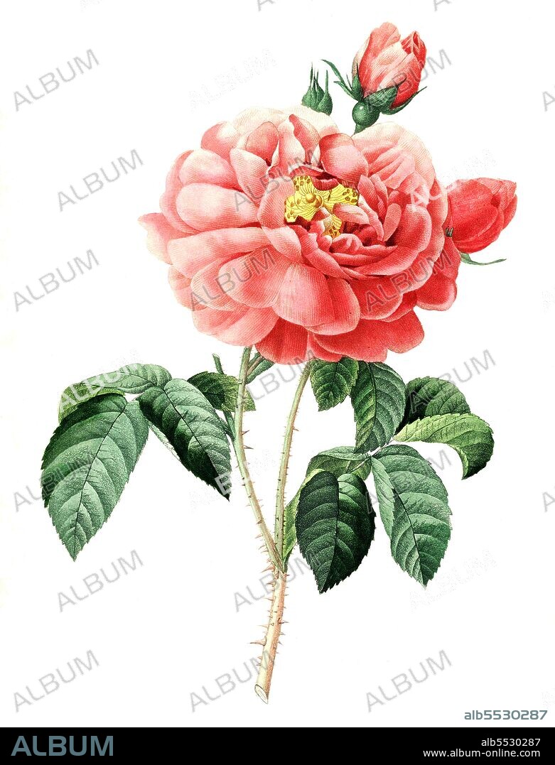 Essig-Rose, Gallica-Rose, Rosa gallica .