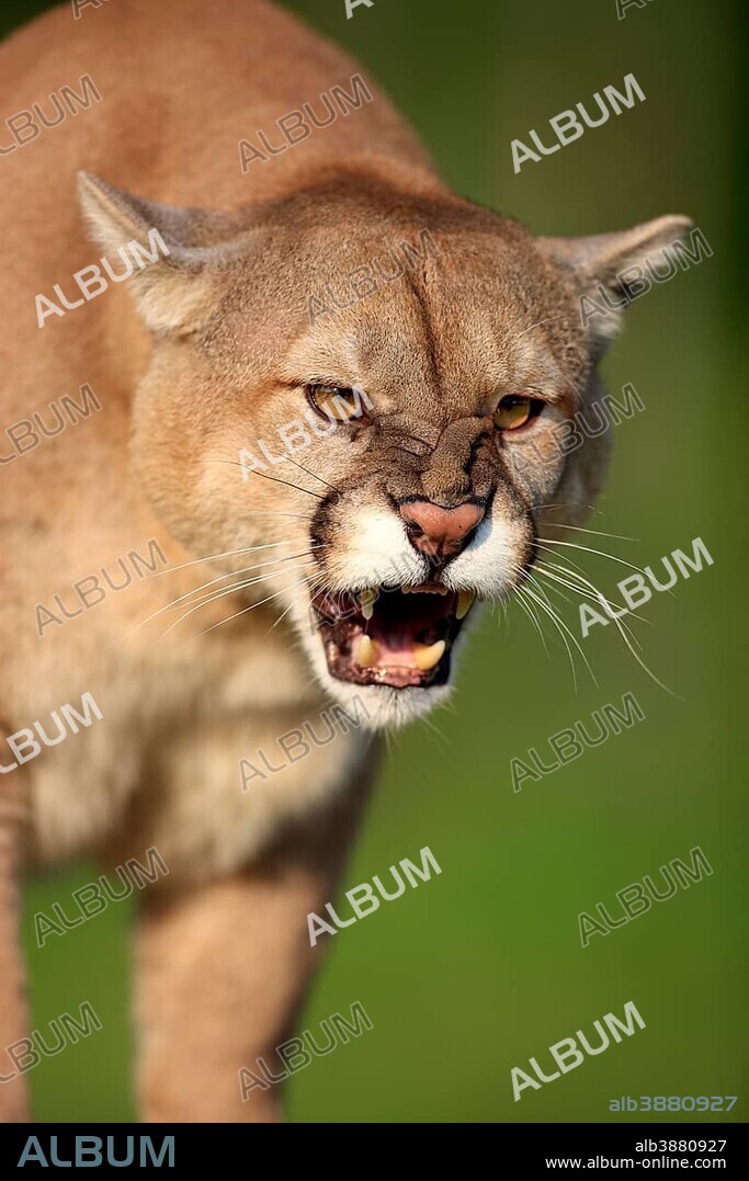 Cougar or Puma (Puma concolor, Felis concolor), adult, spitting, threatening, Minnesota, USA, North America.