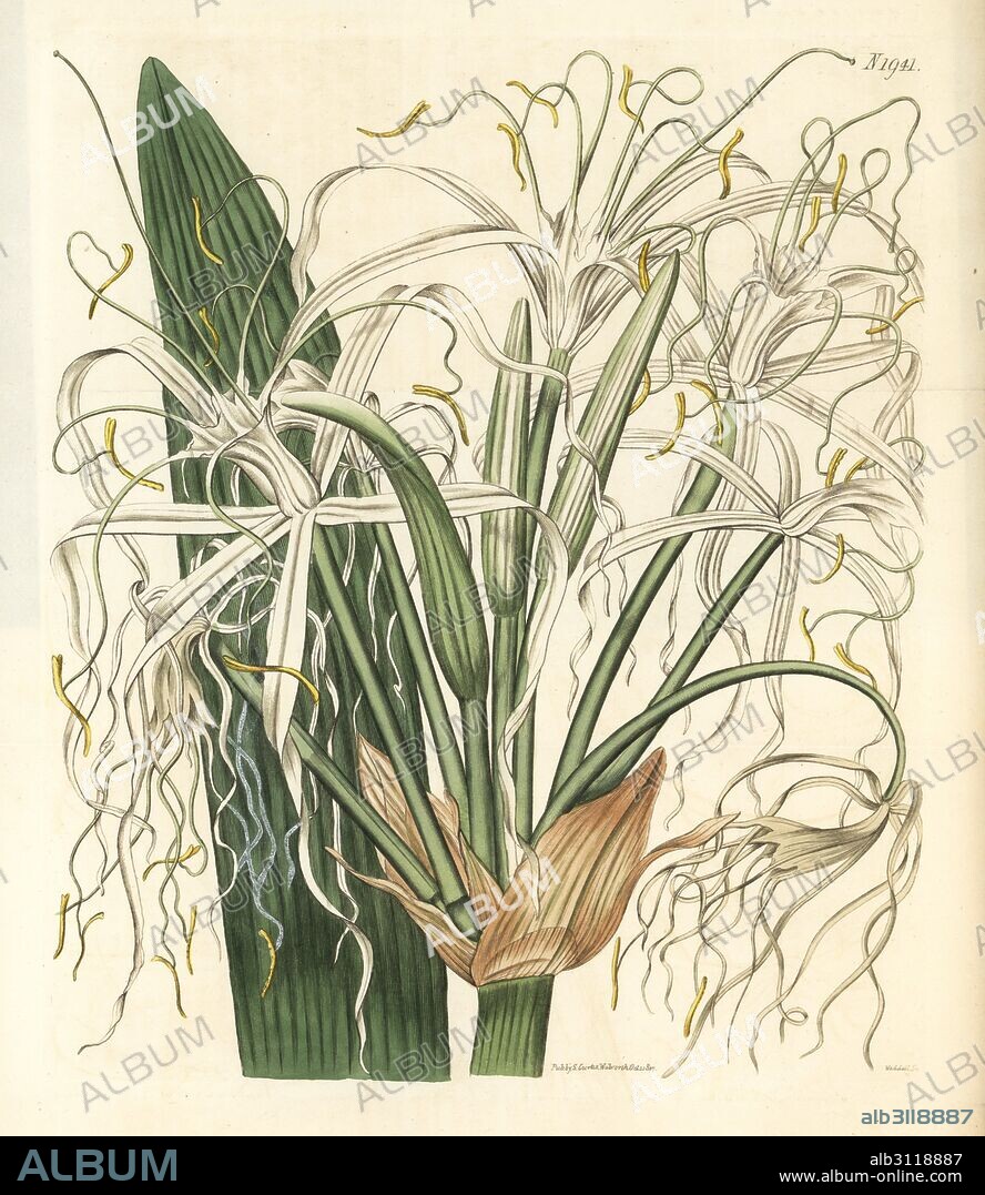 Mangrove spider-lily, Hymenocallis latifolia (Expanded-flowered pancratium, Pancratium expansum). Handcoloured botanical engraving from John Sims' Curtis's Botanical Magazine, Couchman, London, 1817.