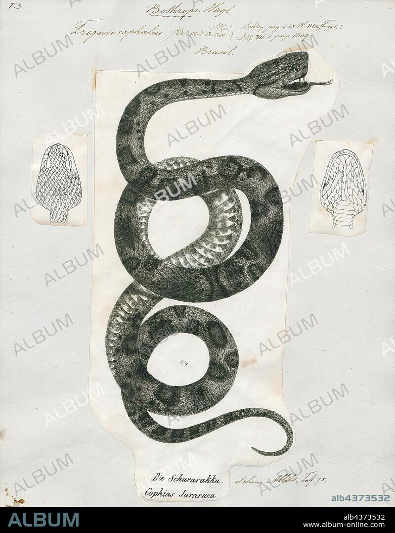Trigonocephalus jararaca, Print, Bothrops jararaca — known as the jararaca (or the yarara) — is a species of pit viper endemic to southern Brazil, Paraguay, and northern Argentina. The specific name, jararaca, is derived from the Tupi words yarará and ca, which mean "large snake". Within its geographic range, it is often abundant and is an important cause of snakebite. No subspecies are currently recognized., 1700-1880.