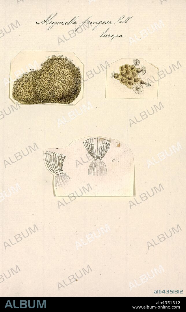 Alcyonella fungosa, Print.