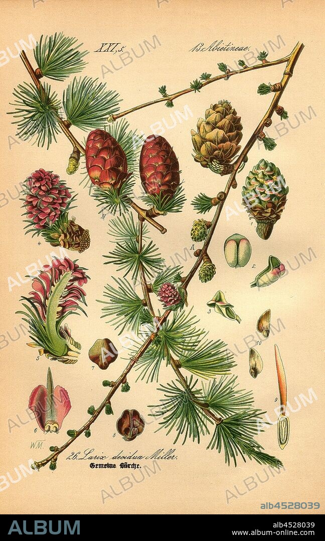 Common larch, Larix decidua Miller - Common larch or European larch, Family: 13. Abietineae - fir-trees, Signed: WM, pl. 26, after p. 62 (vol. 1), Müller, W., 1886, Otto Wilhelm Thomé: Prof. Dr. Thomé's Flora von Deutschland, Österreich und der Schweiz in Wort und Bild. Gera-Untermhaus: Verlag von Fr. Eugen Köhler, [1886].