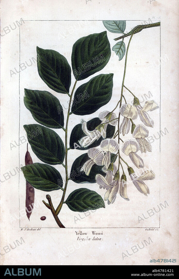 Virgilier a bois jaune : Yellow wood, Virgilia lutea. Handcolored stipple engraving from a botanical illustration by Pancrace Bessa, engraved on copper by Gabriel, from Francois Andre Michaux's "North American Sylva," Philadelphia, 1857. French botanist Michaux (1770-1855) explored America and Canada in 1785 cataloging its native trees.Gravure 19eme siecle, par P. BESSA, in La FLore de l'Amerique du Nord, par Andre Francois MICHAUX , 1857. Credit FLO/KHARBINE TAPABOR.