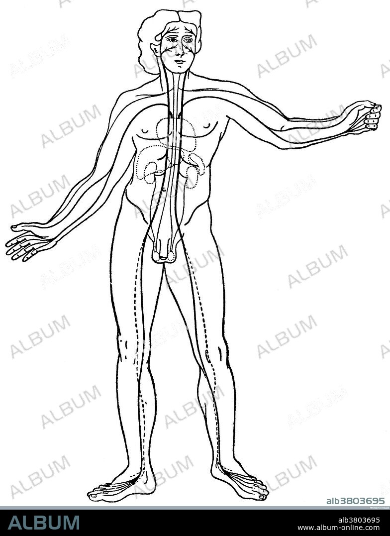 The vascular system as described by Diogenes of Apollonia, circa 400 BC slightly modified from E. Krause: "Diogenes Von Apollonia" (Posen: 1909). Diogenes of Apollonia (425 BC) was an ancient Greek philosopher. Diogenes believed air to be the one source of all being, and all other substances to be derived from it by condensation and rarefaction. He asserted that air, the primal force, was intelligent. The nature of the universe is air, limitless and eternal, from which, as it condenses and rarefies and changes its properties, the other forms come into being. He is said to have believed that there was an infinite number of worlds, and infinite void; that air, densified and rarefied, produced the different worlds; that the Earth was round, supported in the middle, and had received its shape from the whirling round of the warm vapors, and its concretion and hardening from cold. The longest surviving fragment of Diogenes is that which is inserted by Aristotle in the third book of his History of Animals. It contains a description of the distribution of the blood vessels in the human body.