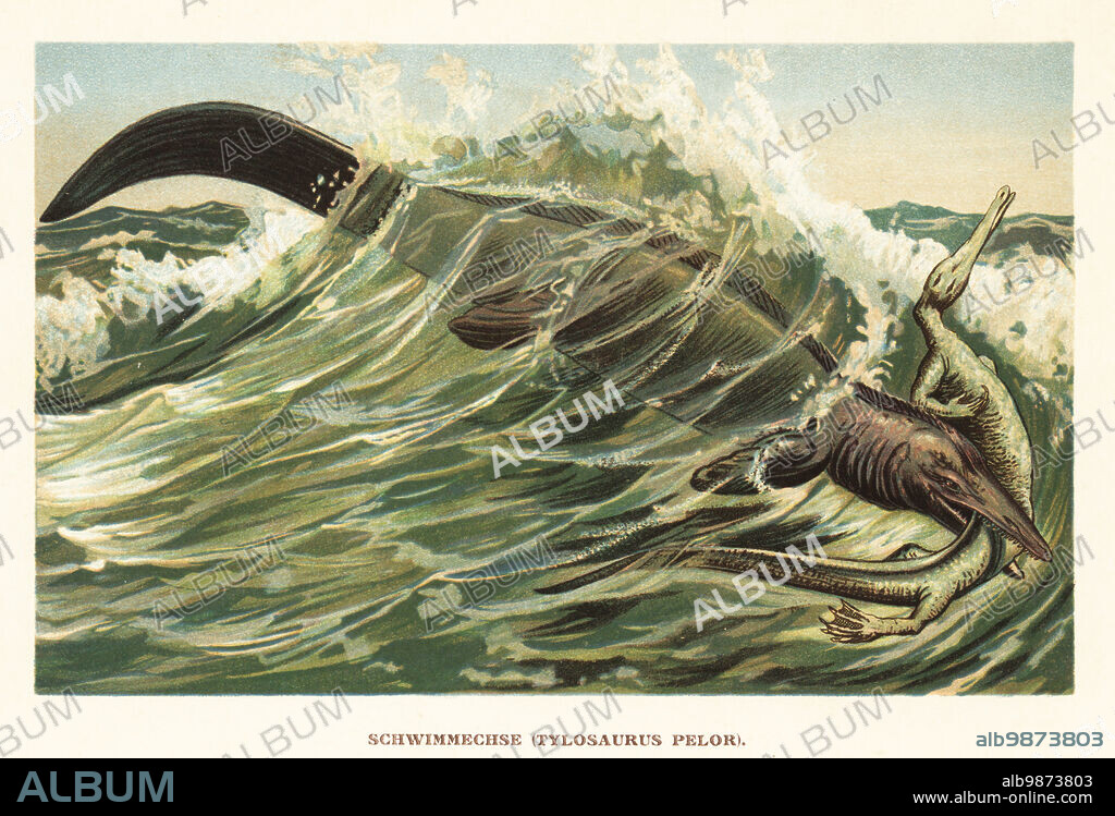 Tylosaurus, a type of mosasaur, a large, predatory marine lizard from the Cretaceous. In its jaws is an extinct Rhynchocephalia species, Simaedosaurus erquelinensis (Champsosaurus dolloi?). Schwimmechse, Tylosaurus pelor. Colour printed illustration by F. John from Wilhelm Bolsches Tiere der Urwelt (Animals of the Prehistoric World), Reichardt Cocoa company, Hamburg, 1908.