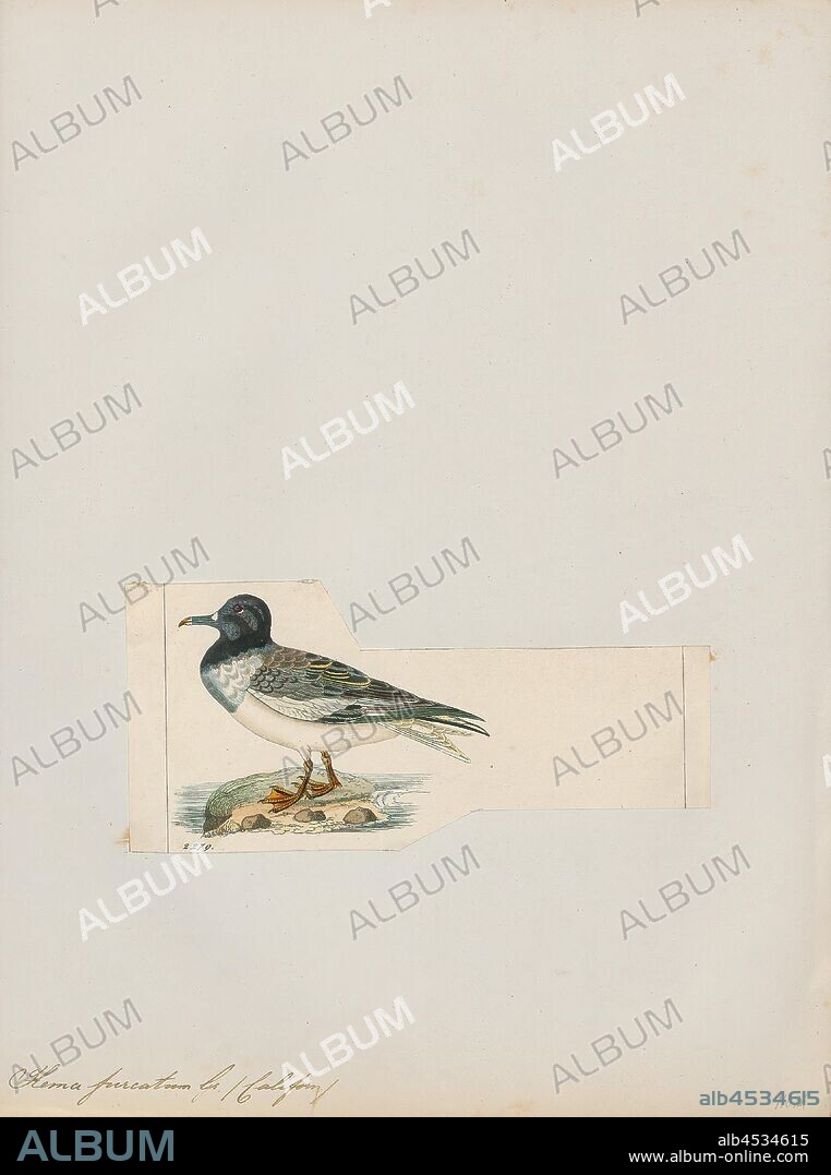 Xema furcatum, Print, The Sabine's gull (Xema sabini), also known as the fork-tailed gull or xeme, is a small gull. Its generic placement is disputed; some authors treat it as the sole species in the genus Xema as Xema sabini, while others retain it in the genus Larus as Larus sabini., 1820-1860.