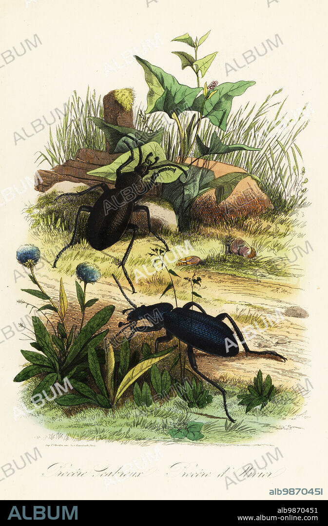 Huge violet ground beetles, Carabus scabrosus. Procere Scabreus, Procere dOlivier. Handcoloured steel engraving printed by F. Chardon from Achille Comtes Musee dHistoire Naturelle, Museum of Natural History, Gustave Hazard, Paris, 1854.