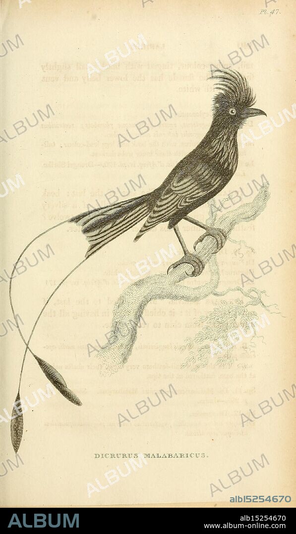General zoology, or Systematic natural history London, Printed for G. Kearsley, 1800-1826. Pictorial works Zoology Bird, A detailed illustration of a bird, named Dicrurus malabaricus, perches elegantly on a branch. The bird features a distinctive crown of elongated feathers on its head, giving it a striking appearance. Its body is adorned with intricate patterns of lines and textures, highlighting its sleek silhouette. The tail feathers are notably long and taper to fine points, adding to its graceful profile. Surrounding the bird are subtle details of its natural habitat, enhancing the overall composition of the artwork.