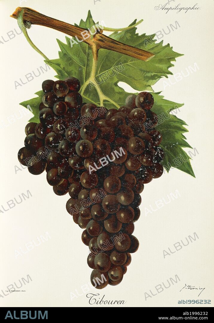 Pierre Viala (1859-1936), Victor Vermorel (1848-1927), Traite General de Viticulture. Ampelographie, 1901-1910. Tome II, plate: Tibouren grape. Illustration by J. Troncy.