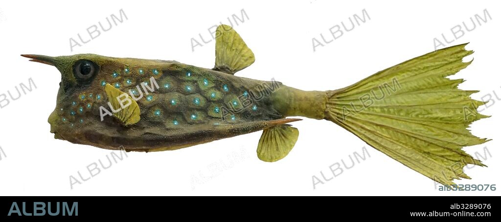 Model of a Longhorn cowfish, a variety of boxfish from the family Ostraciidae. Dated 21st Century.