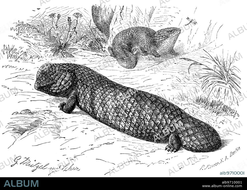 Stump lizard, pine cone lizard, pine cone skink, Tiliqua rugosa, syn. Trachydosaurus rugosus, reptile from the skink family, Historical, digitally restored reproduction from an original from the 19th century.