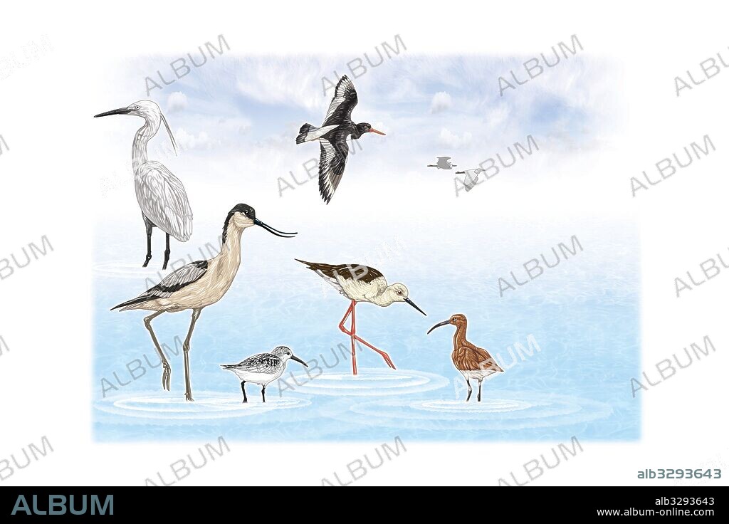 Aves piscívoras.