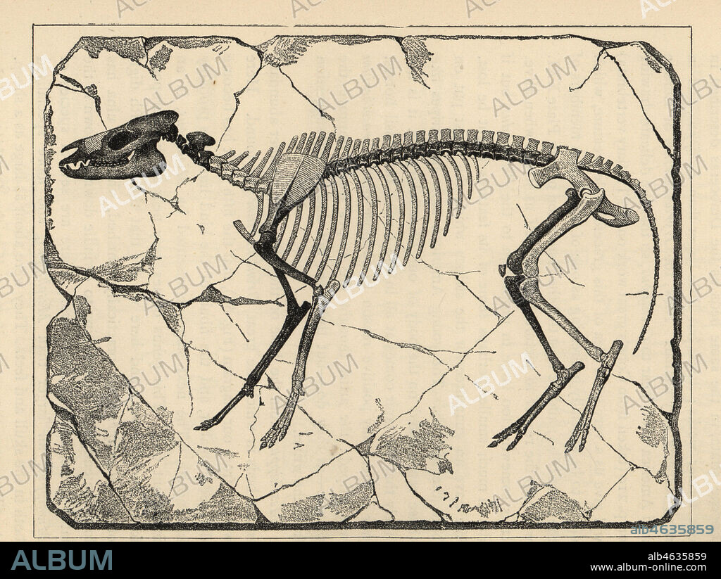 Fossil skeleton of Protorohippus venticolum (Hyracotherium venticolum), an extinct equid that lived in the Eocene, North America. After Edward Drinker Cope. Illustration from Henry Neville Hutchinsons Creatures of Other Days, Popular Studies in Palaeontology, Chapman and Hall, London, 1896.