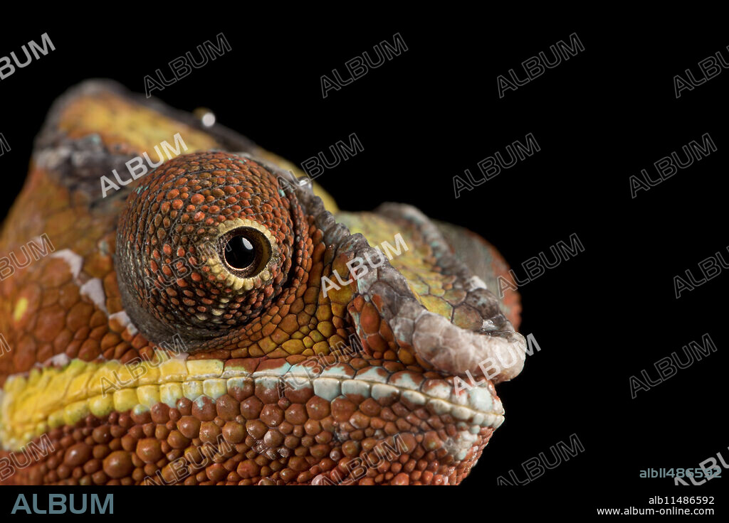 Panther Chameleon (Furcifer Pardalis), captive, Madagascar, Africa.