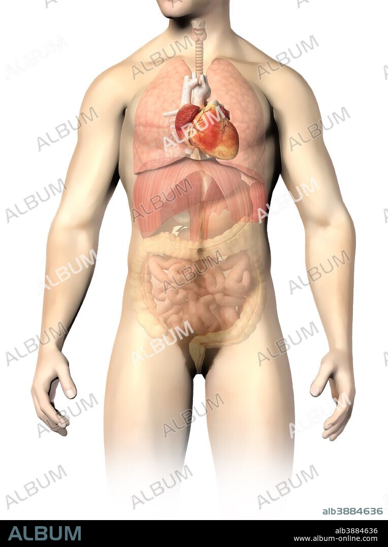 Male anatomy of internal organs, with heart highlighted and rest of organs in half tone.