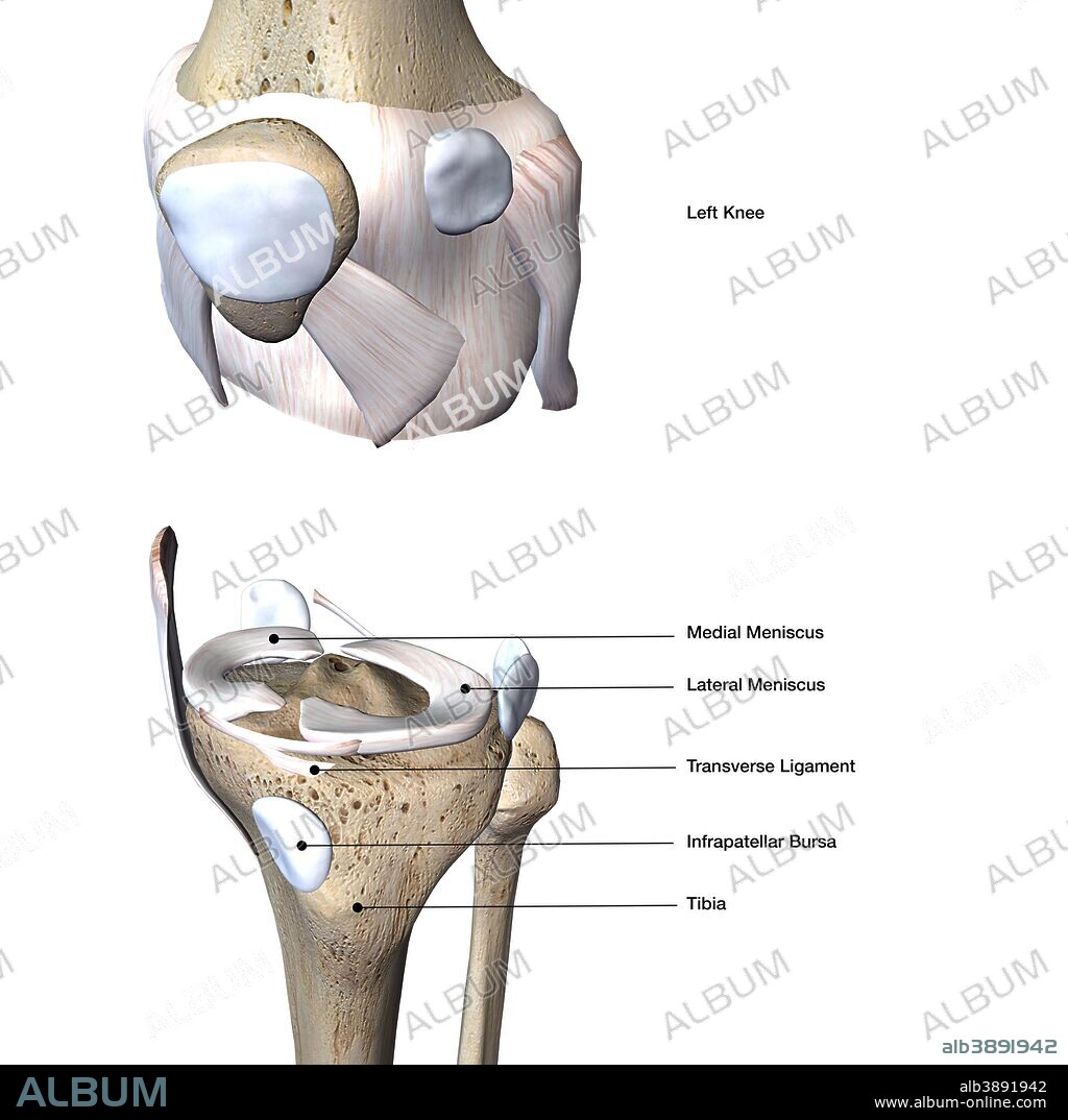 Knee joint bone and connective tissue, exploded view with labels on white background.