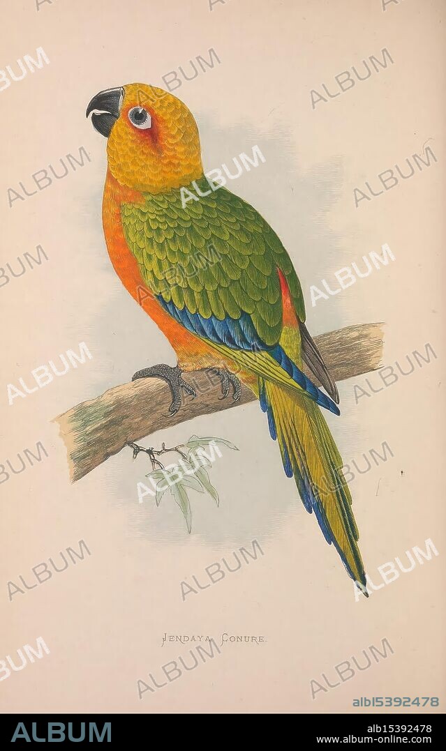Parrots in captivity, London, George Bell and Sons, 1884-1887 [i.e. 1883-1888], parrots, Aratinga jandaya, Psittacus erithacus, A beautifully illustrated parrot, known as the Jendaya conure, perches gracefully on a branch. Its vivid plumage features a vibrant orange chest that transitions into lush green feathers covering its back and wings. The wings are adorned with striking blue accents, adding to the parrot's colorful appearance. The bird has a distinctive black beak and bright, watchful eyes, showcasing its alertness. The natural setting is complemented by soft leaves around the branch, enhancing the overall charm of this lively avian representation.