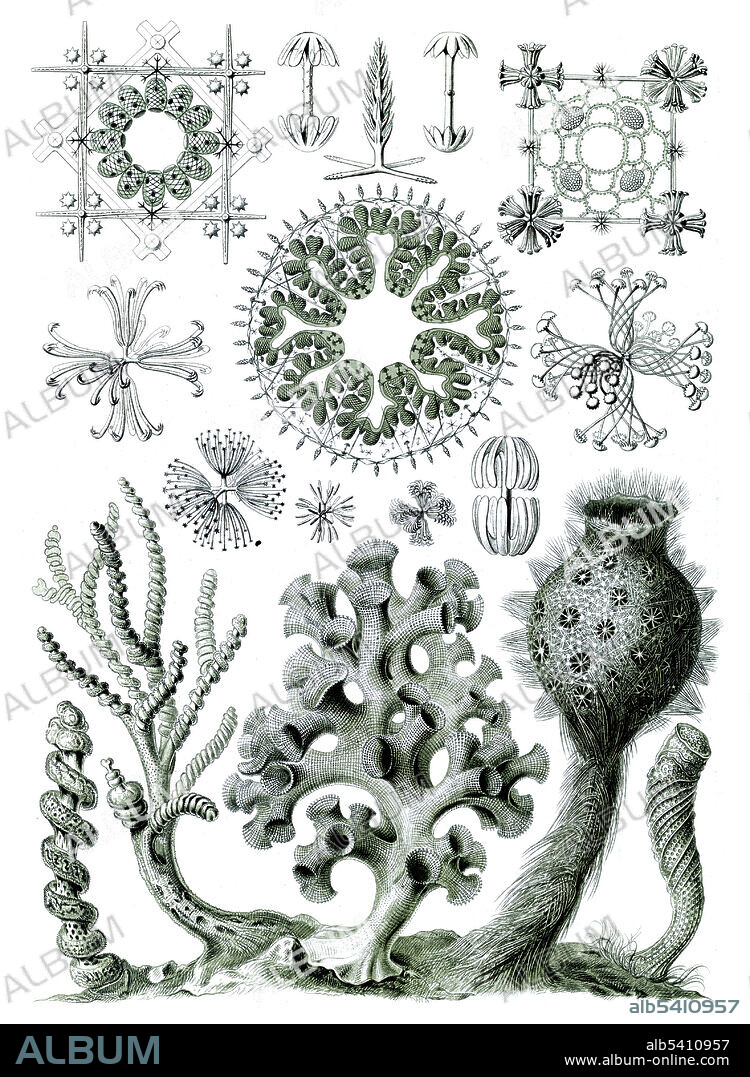 Hexactinellae (Hexactinellid sponges). Illustration shows glass sponges. Kunstformen der Natur (Art Forms in Nature) is a book of lithographic and halftone prints by Ernst Haeckel. It consists of 100 prints of various organisms, many of which were first described by Haeckel himself, translated from sketch to print by lithographer Adolf Giltsch. Ernst Haeckel (1834 - 1919) was a German biologist, naturalist, philosopher, physician, professor, marine biologist, and artist. Haeckel's identification key was not provided.