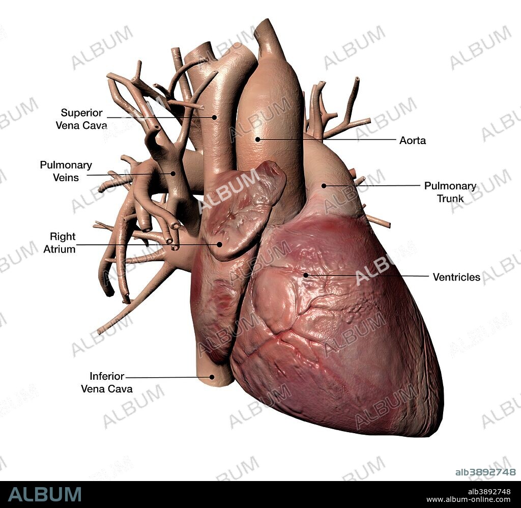 Human heart with coronary arteries, with labels.