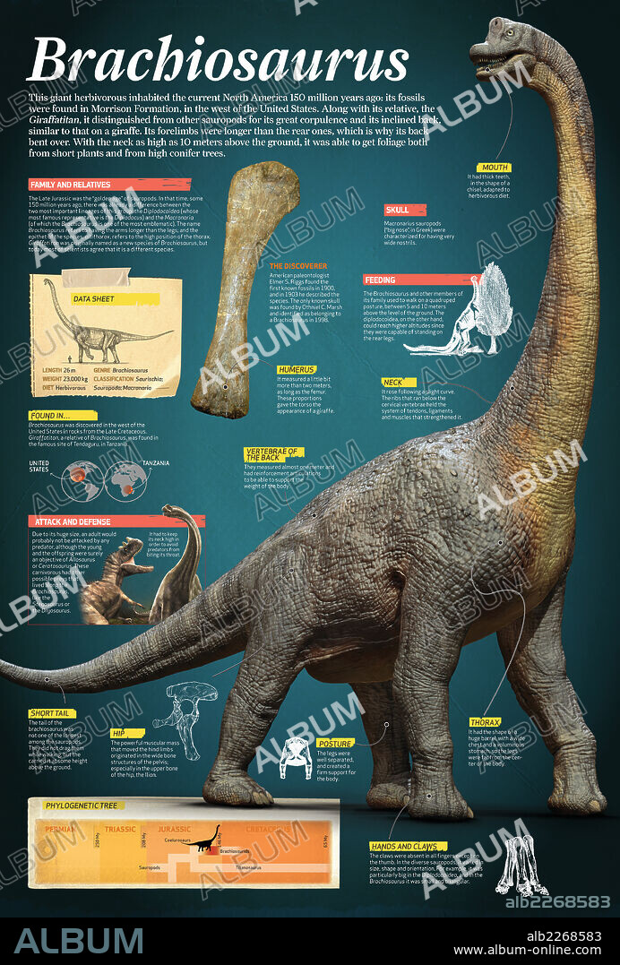 Brachiosaurus. Infographic of Brachiosaurus, a giant herbivore that lived at the end of the Jurassic period, about 150 million years ago.
