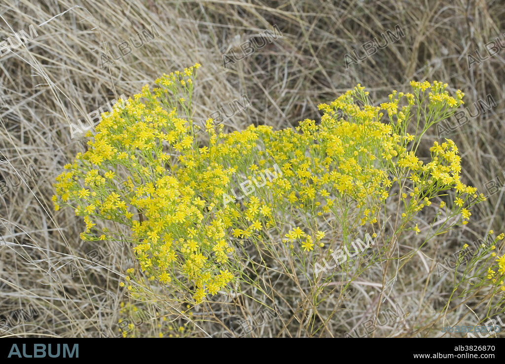 Broomweed, also called annual broomweed; Gutierrezia dracunculoides. Frequently a very abundanautumn blooming plant of prairies, rocky slopes and roadsides over much of the central US from Nebraska and Pennsylvania south to New Mexico, Texas and Alabama. High densities are often a sign of overgrazing. Photo taken Hardemann Co., TX.