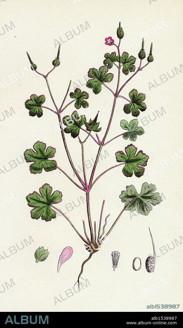 Geranium lucidum; Shining Crane's-bill.
