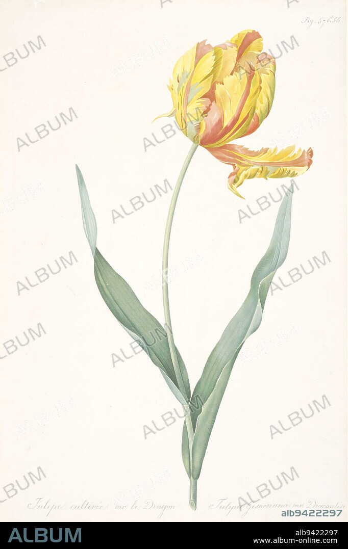 Tulipa gesneriana var. dracontia (Parrot Tulip), 1816, After Pierre-Joseph Redouté, French, Flemish (active France), 17591840, 19 1/2 x 12 7/8 in. (49.53 x 32.7 cm) (plate), Stipple engraving, printed in color and hand-colored, France, 19th century, Pierre-Joseph Redouté's phenomenal skill as a botanical illustrator was clearly equaled by his skill as a diplomat, for he enjoyed the patronage of both Marie Antoinette and Josephine Bonaparte. Many of the lilies illustrated in Les Liliacées were cultivated in Josephine's large greenhouse-heated by twelve coal-fired stoves-at her country residence Malmaison.