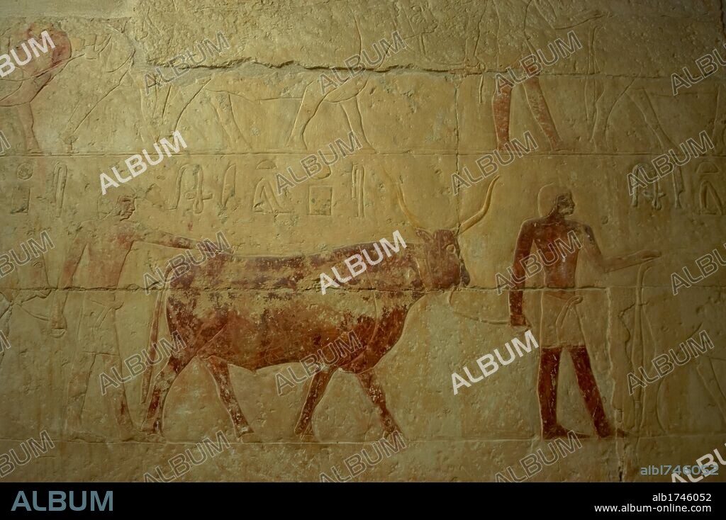 ARTE EGIPCIO. IMPERIO ANTIGUO. V DINASTIA. MASTABA DE DE UNAS ANKH (2375-2345 a. C.), hijo del faraón UNAS. Relieve con la representación del PRINCIPE ANKH CON UN BUEY. SAKKARA. Egipto.