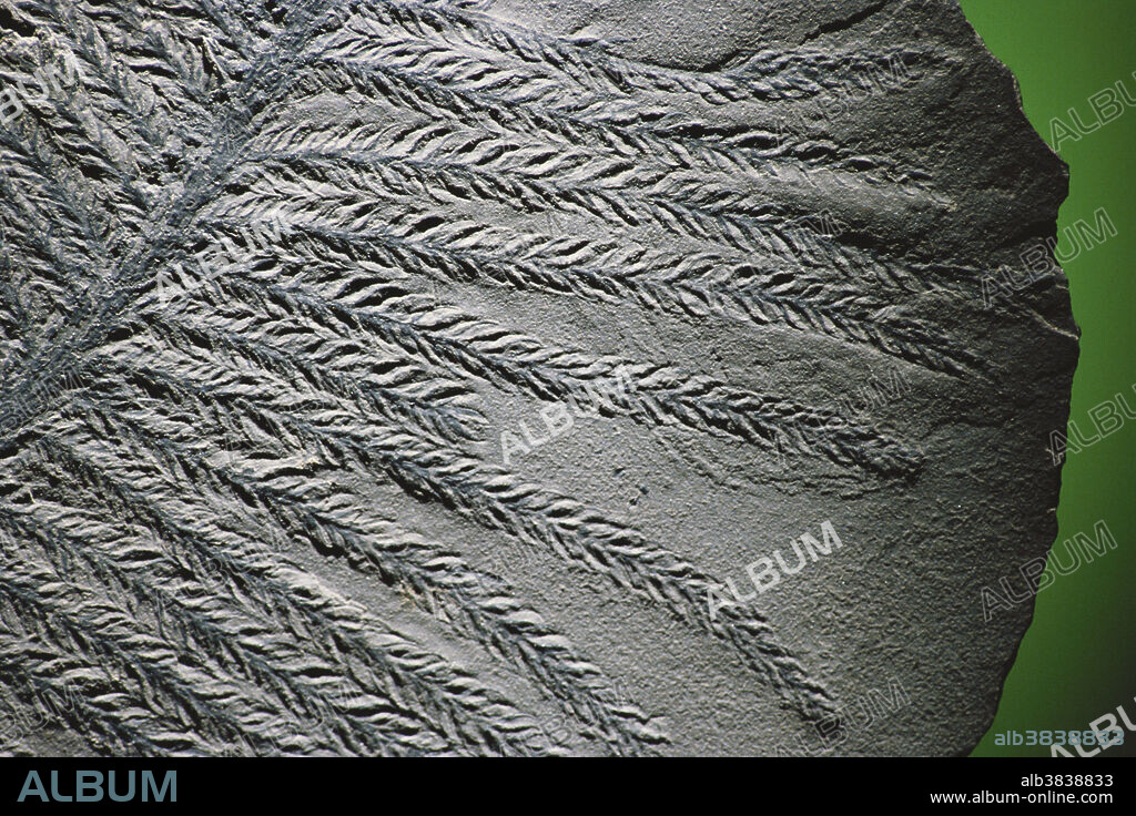Conifer Fossil