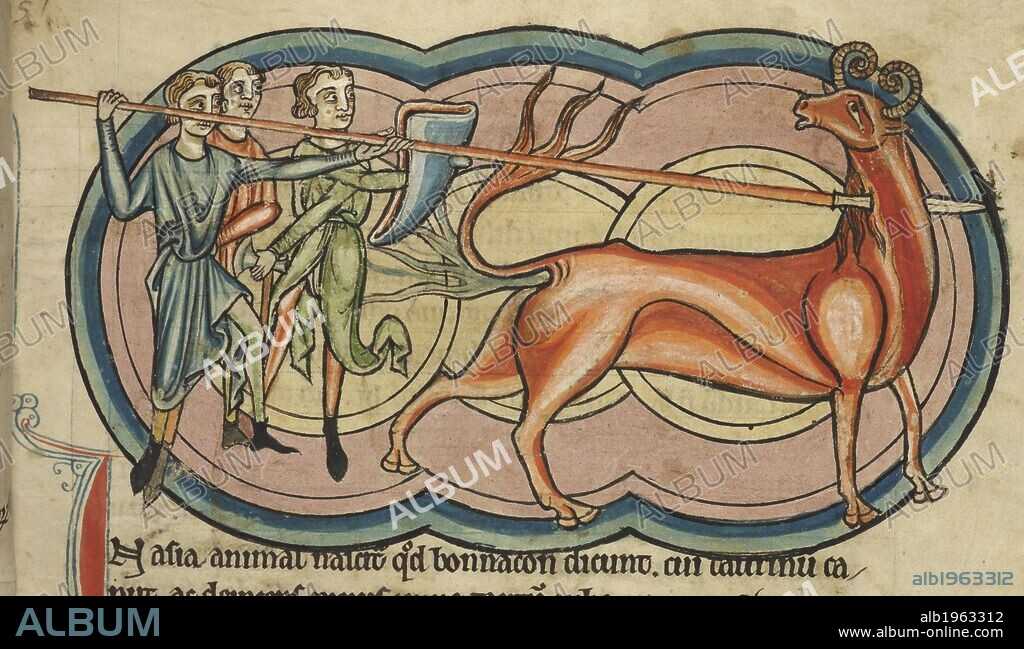 A Bonnacon. Bestiary. England (Salisbury?); 1230-1240. (Miniature, top) A bonnacon, or aurochs, defends itself against pursuers by emitting a stream of excrement.  Originally published/produced in England (Salisbury?); 1230-1240. . Source: Harley 4751, f.11. Language: Latin.