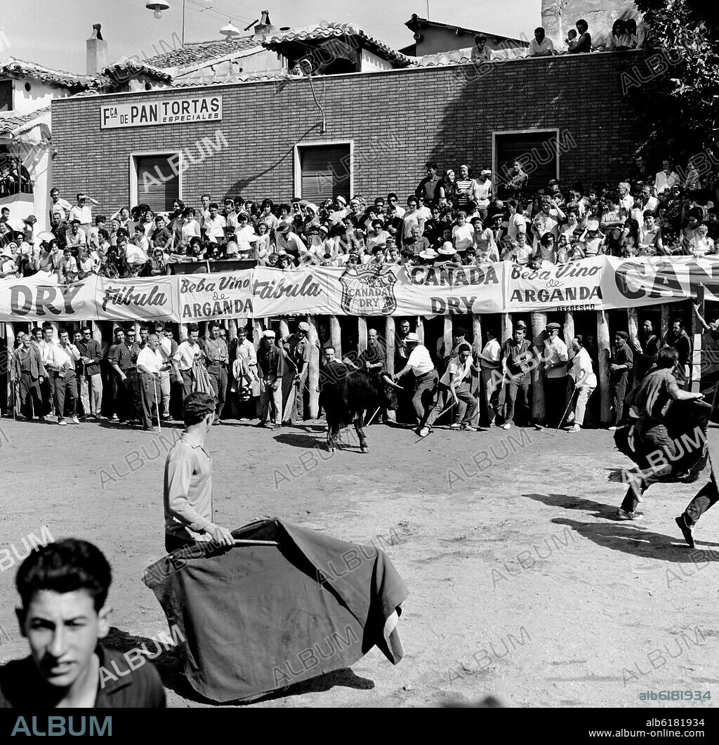 ENCIERRO EN ARGANDA DEL REY- NOVILLO EN LA PLAZA DE LOS BARROTES - 1964 - ByN 41364.